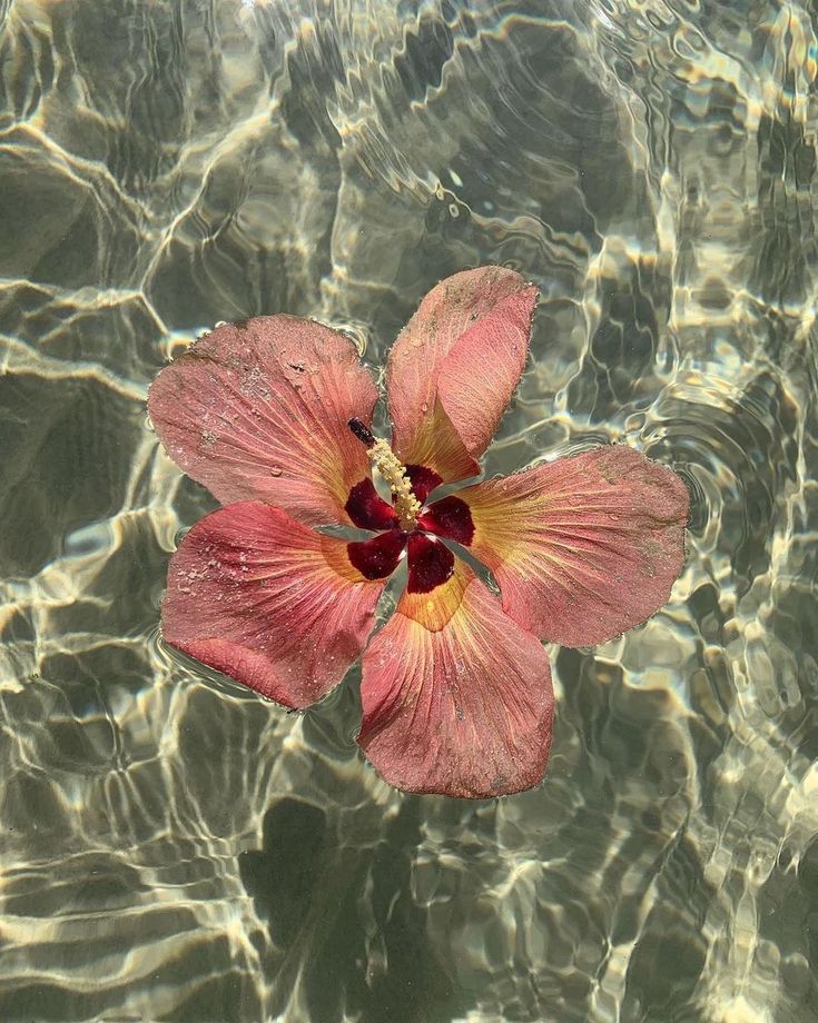 Lily